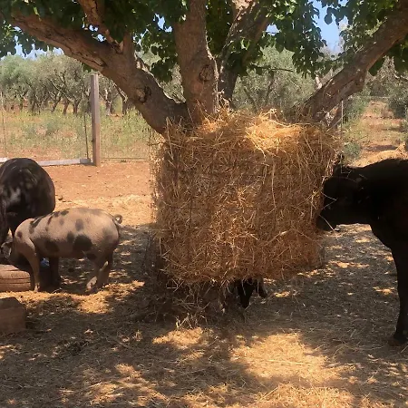 Masseria Alcorico